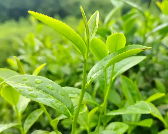 上海暖男圈暗藏酒托茶托陷阱？同城交友识别渣男全攻略😱